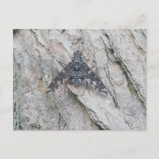 Stealth-Wing Fly-Postkarte Postkarte (Vorderseite)