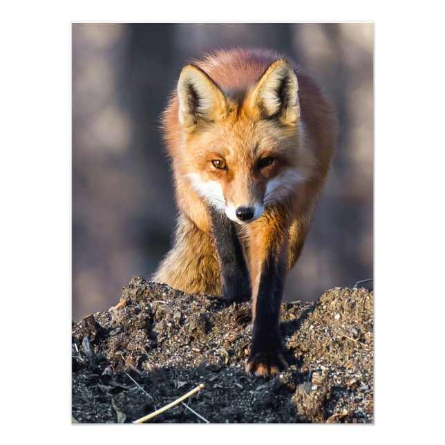 Stealthy Fox Fotodruck (Vorne)