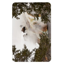 Steamy Bison im Yellowstone Nationalpark