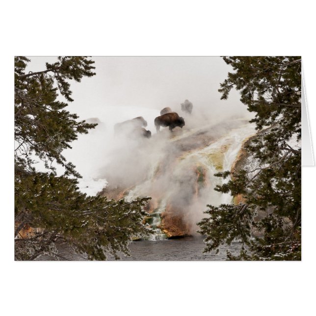 Steamy Bison in Yellowstone National Park Card (Vorderseite (Horizontal))