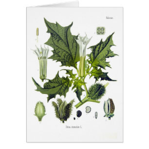 Stechapfel stramonium