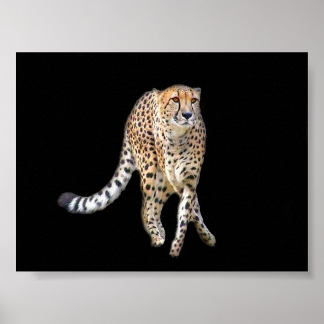 Stechend Tanzposter Poster (Vorne)