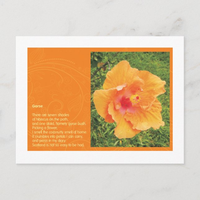 Stechginster Postkarte (Vorderseite)