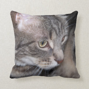 Stechpalme, die durchdachtes Kissen ist