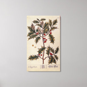 Stechpalme von "einem neugierigen Kräuter", 1782 Leinwanddruck