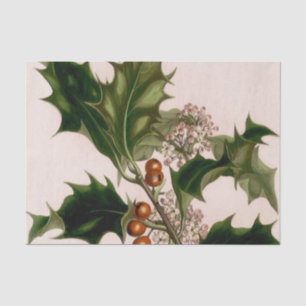 Stechpalmenbeeren Seidenpapier