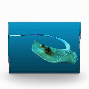 Stechrochen in Bewegung! Farbverlauf blauer Hinter Fotoblock