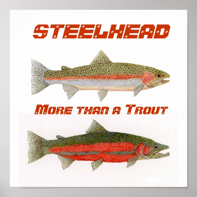 Steelhead Poster (Vorne)