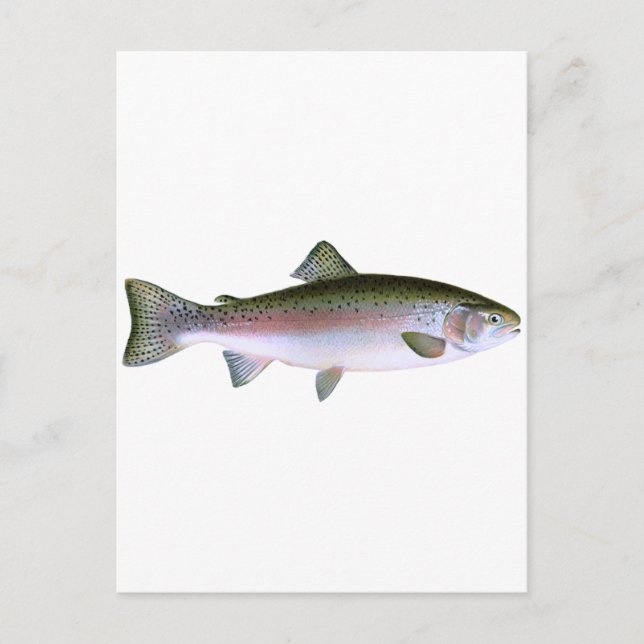 Steelhead Rainbow Trout Fishing-Logo Postkarte (Vorderseite)