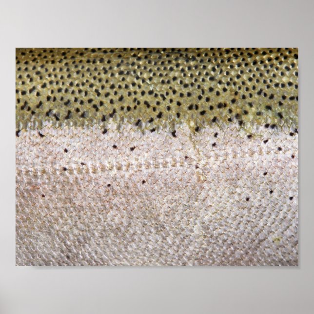 Steelhead Trout Poster (Vorne)