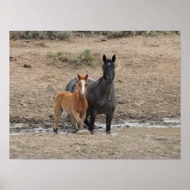 Steens mare and foor poster (Vorne)