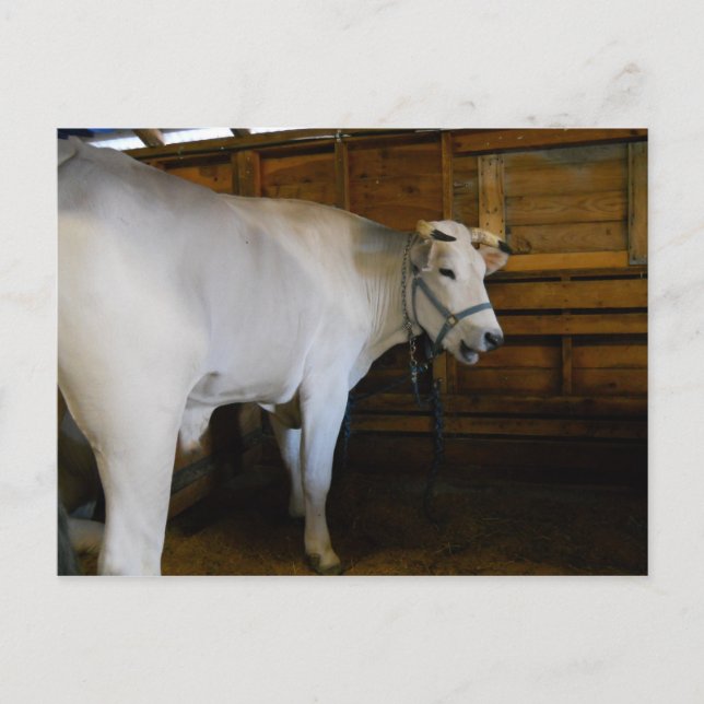 Steer Postkarte (Vorderseite)