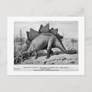Stegosaurus ungulatus Art Postkarte