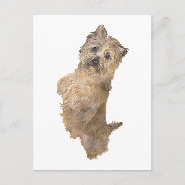 Stehend Cairn Terrier Postkarte (Vorderseite)