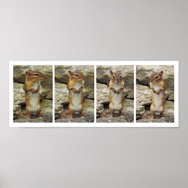 Stehend Chipmunk Poster (Vorne)