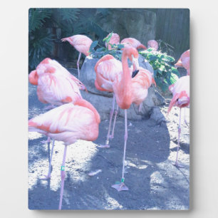 Stehend Flamingo Fotoplatte