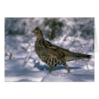 Stehend in schneebedeckten Wäldern