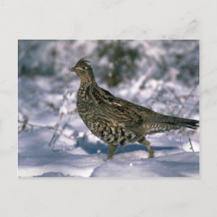 Stehend in schneebedeckten Wäldern Postkarte