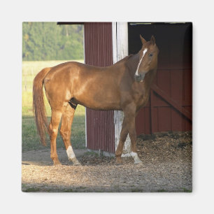 Stehend Kastanie Magnet