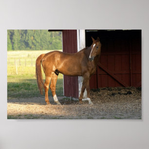 Stehend Kastanie Poster