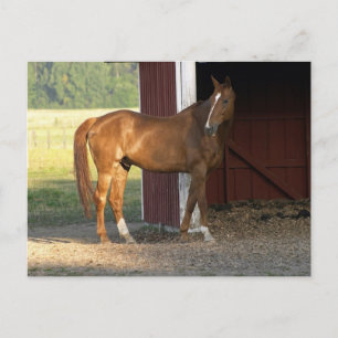 Stehend Kastanie Postkarte