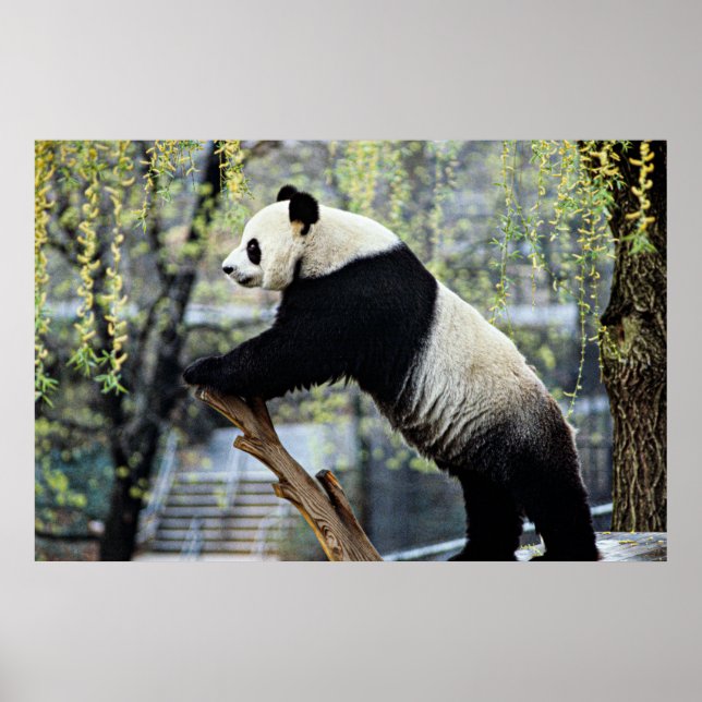 Stehend Panda Poster (Vorne)