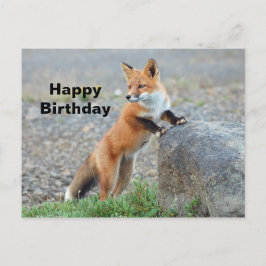 Stehend Red Fox Geburtstag Postkarte