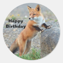 Stehend Red Fox Geburtstag