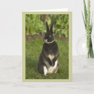 Stehend Rex Rabbit Karte