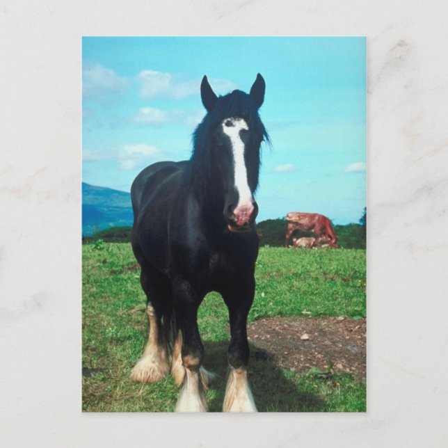 Stehend Shire Postkarte (Vorderseite)