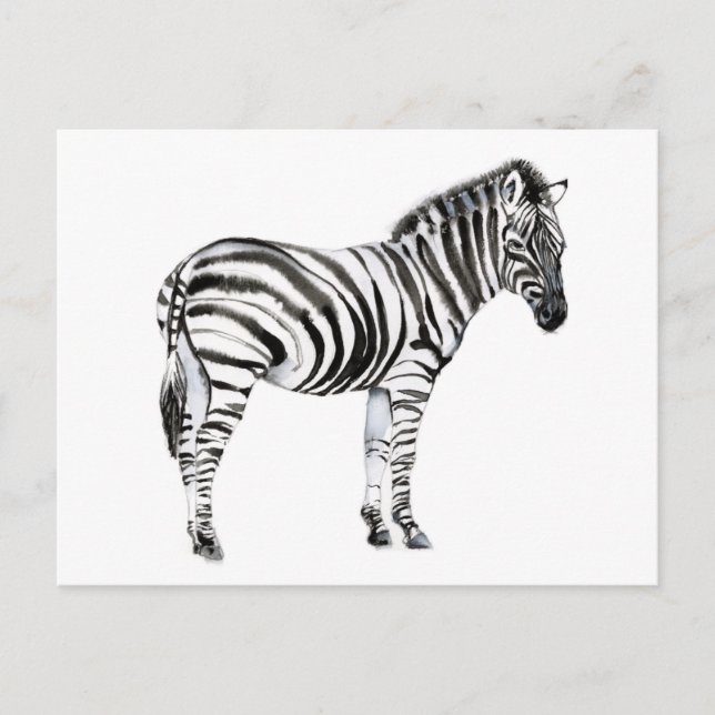 Stehend Zebra Postkarte (Vorderseite)