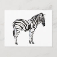 Stehend Zebra