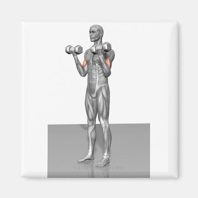 Stehende Biceps Curl 2 Magnet (Vorne)