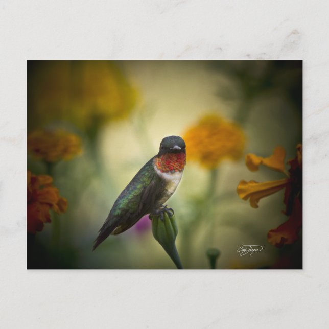 Stehende Garde Postkarte (Vorderseite)