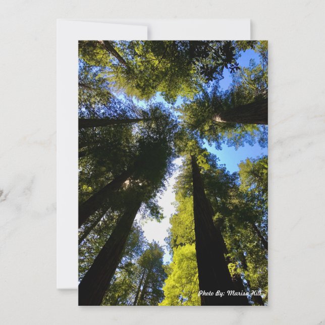Stehende Größe mit Redwoods Feiertagskarte (Vorderseite)