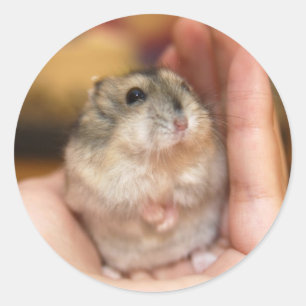Stehender Baby-Hamster Runder Aufkleber