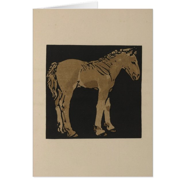 Stehender Colt (Vorne)