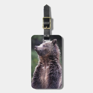 Stehender Grizzly-Bär Gepäckanhänger