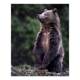 Stehender Grizzly-Bär Poster