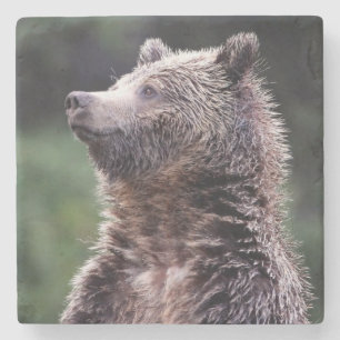 Stehender Grizzly-Bär Steinuntersetzer