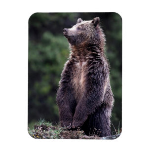 Stehender Grizzlybär Magnet