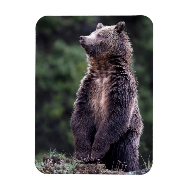 Stehender Grizzlybär Magnet (Vertikal)