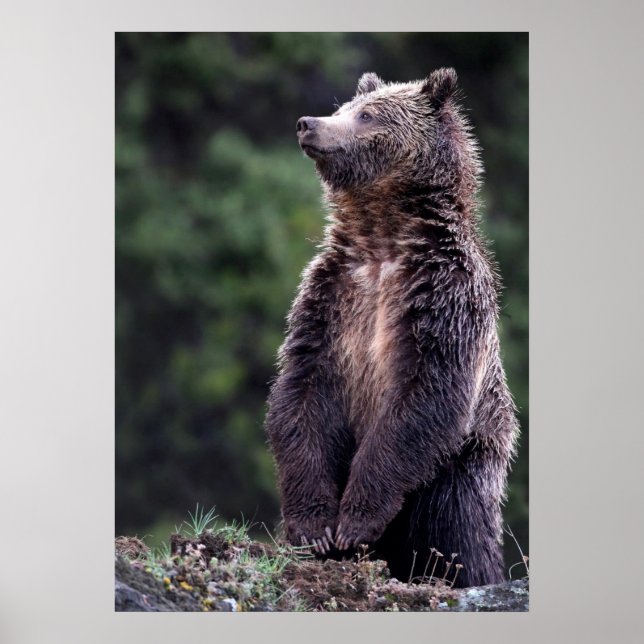 Stehender Grizzlybär Poster (Vorne)