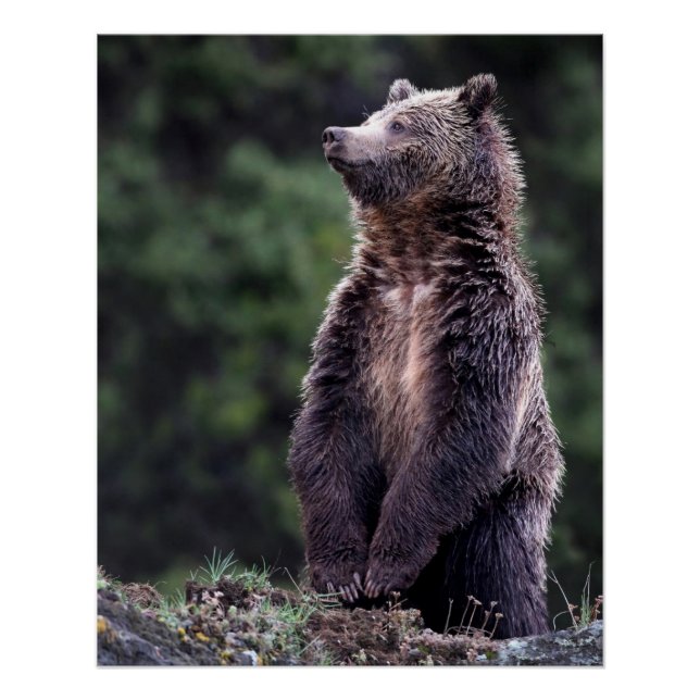 Stehender Grizzlybär Poster (Vorderseite)