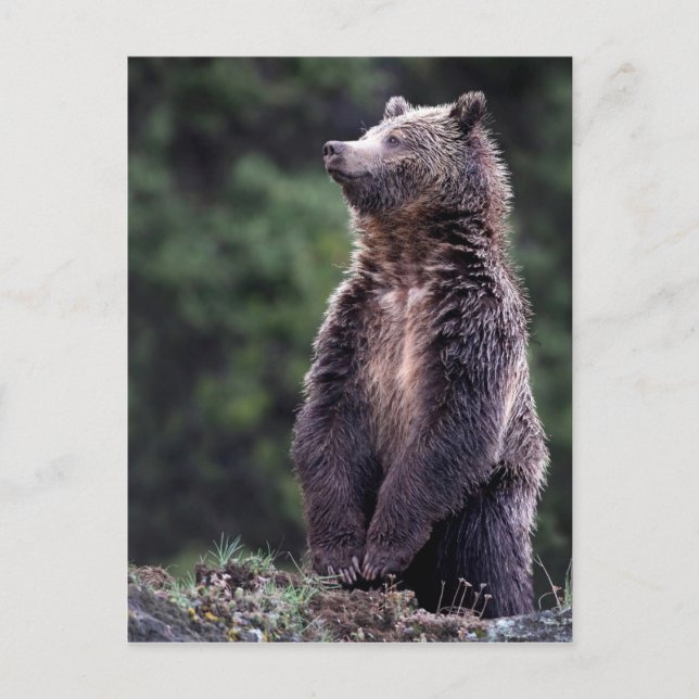 Stehender Grizzlybär Postkarte (Vorderseite)