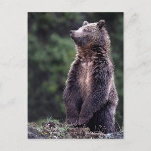 Stehender Grizzlybär Postkarte