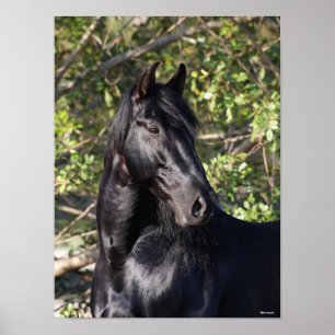 Stehender Headshot des Black Andalucian Horse Poster