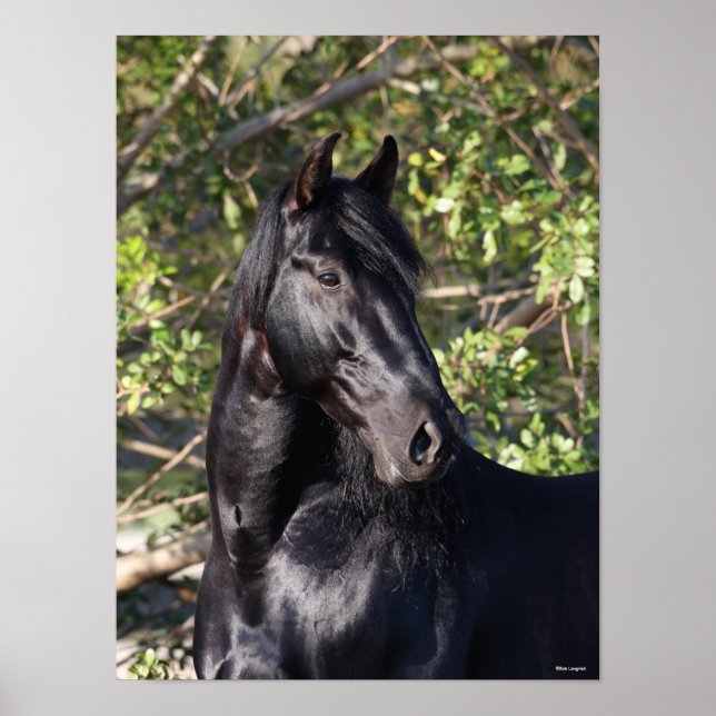 Stehender Headshot des Black Andalucian Horse Poster (Vorne)
