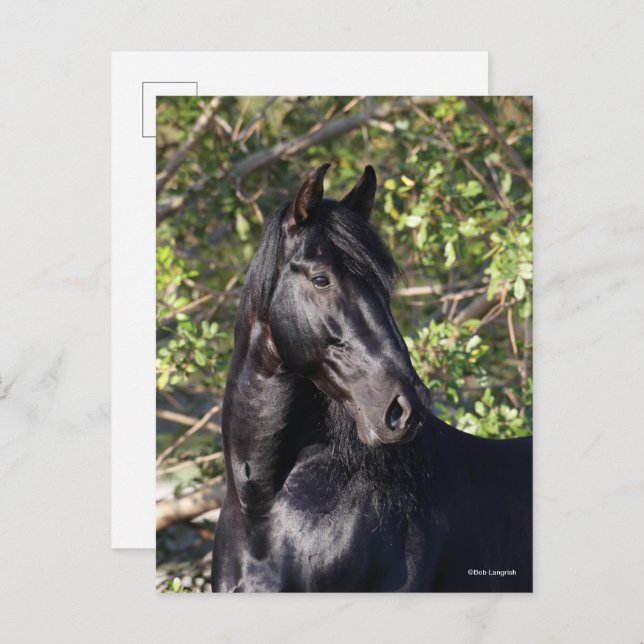 Stehender Headshot des Black Andalucian Horse Postkarte (Vorne/Hinten)