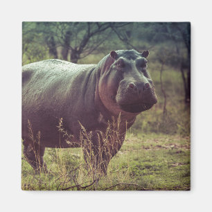 Stehender Hippo-Posing bei Kamera in Africa Foliag Magnet